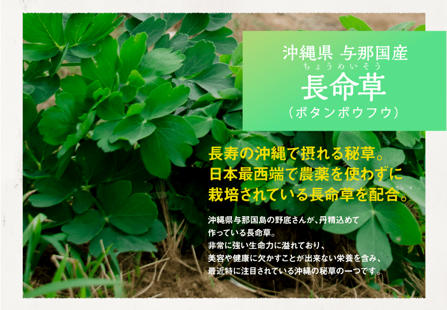 長命草